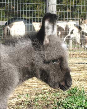 Critter Haven Farm Miniature Donkeys